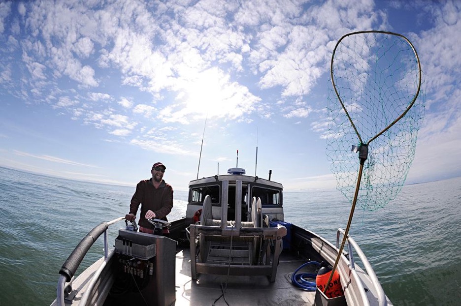 The Anatomy of a Bowpicker, The Corkline