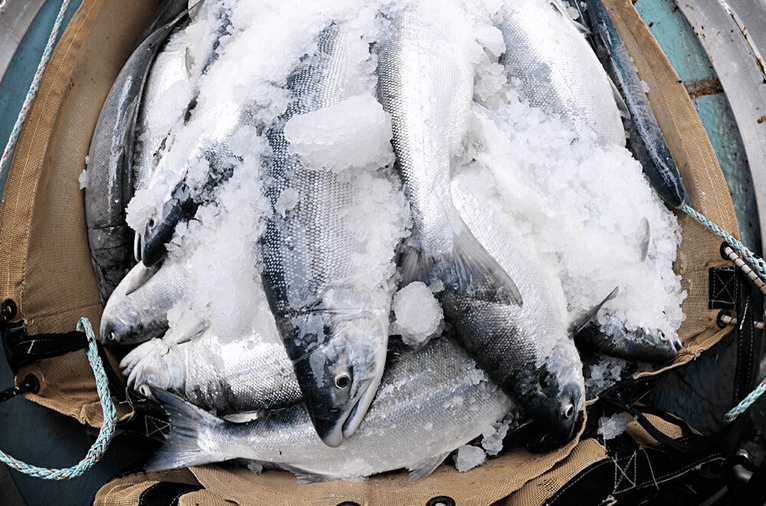 Salmon Quality for Gillnet Fisheries 