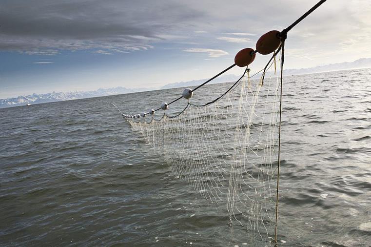 Salmon Gillnets: Hanging and Mending Tools of the Trade