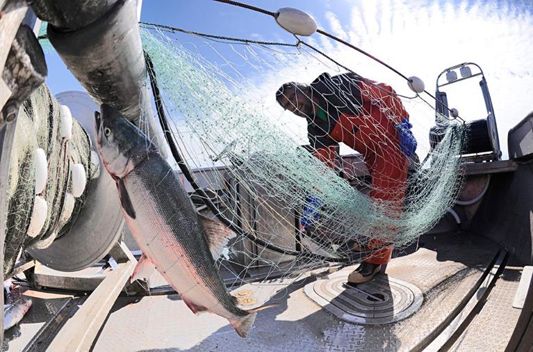 Salmon Gillnets: Hanging and Mending Tools of the Trade