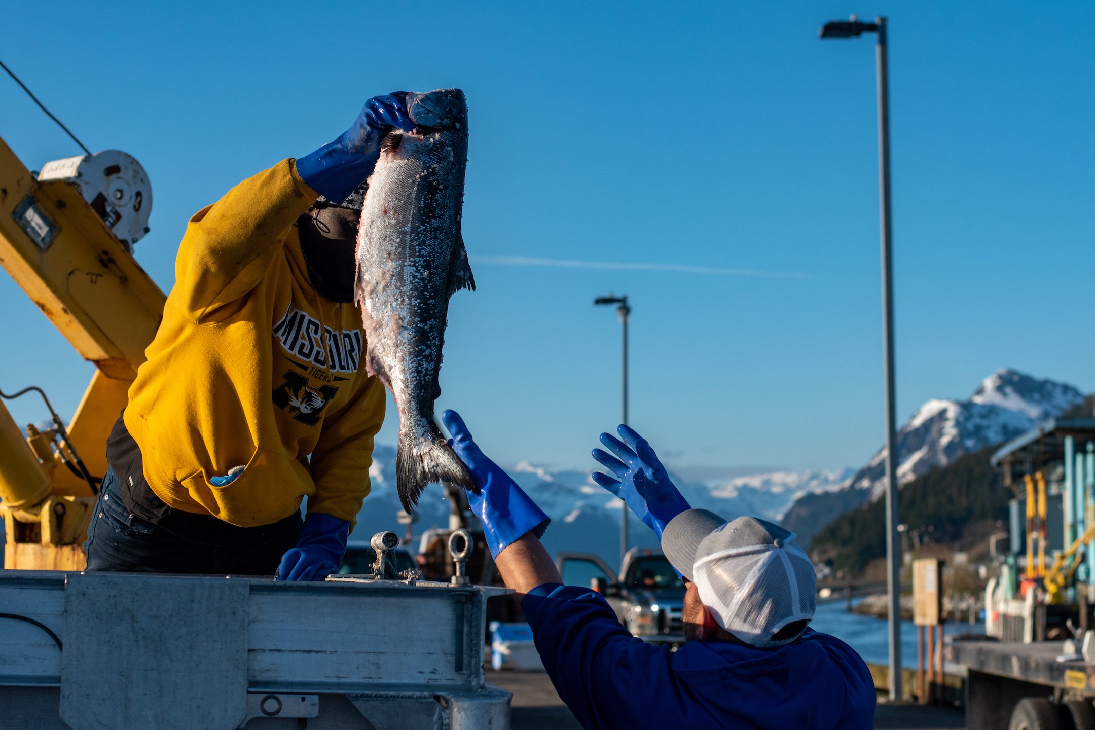 Dock workers at 60 North Seafoods offload fresh Copper River King salmon for processing.