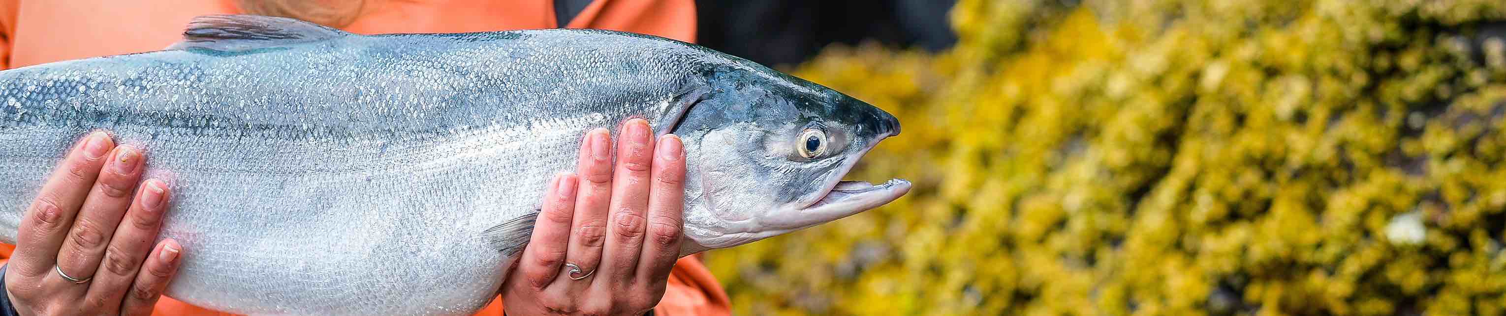 Discover Wild Alaskan Salmon Copper River Salmon