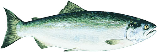 Copper River Sockeye Salmon