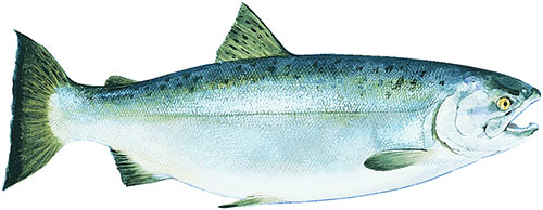 Copper River Coho Salmon