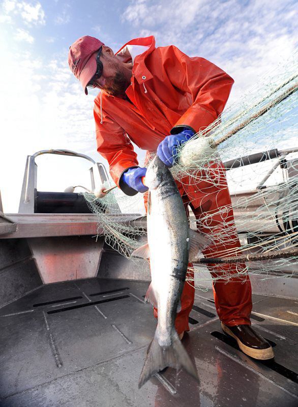 General Photo Gallery Copper River Salmon