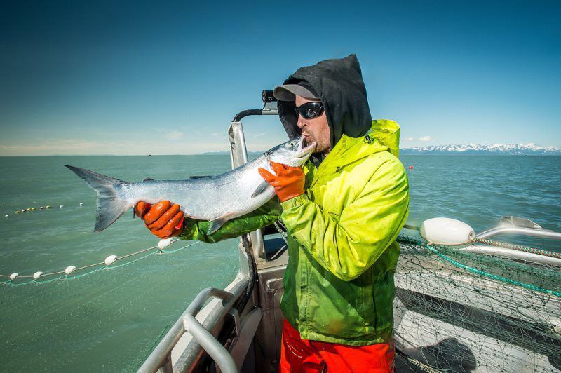 General Photo Gallery Copper River Salmon